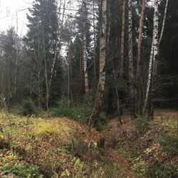 Trees growing in forest