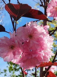 Close-up of pink flowers on tree