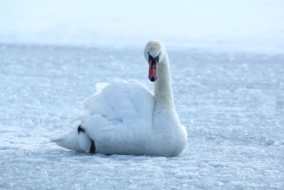 Swan swimming in lake