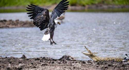 African fish eagle fighting with crocodile 