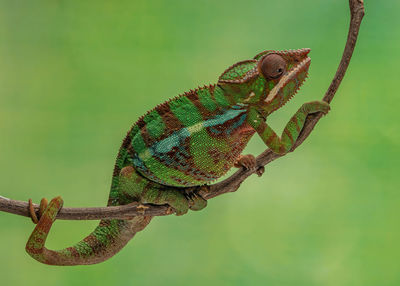 Close-up of lizard