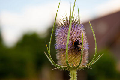 flowering plant