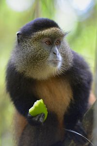 Close-up of monkey eating fruit