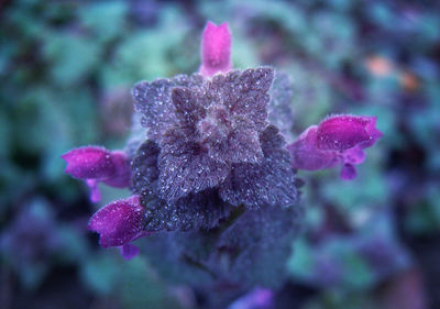 Close-up of pink flower