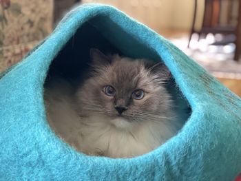 Close-up portrait of kitten