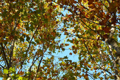 Low angle view of trees against sky