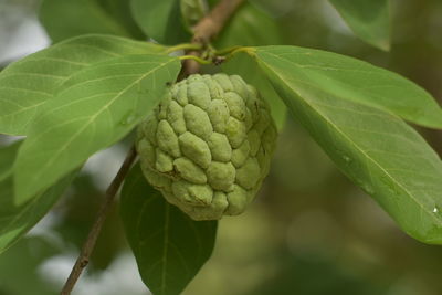 Close-up of one custard apple on tree