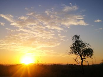 Silhouette trees against sky during sunset