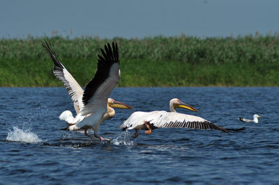 Pelicans flying over lake against sky