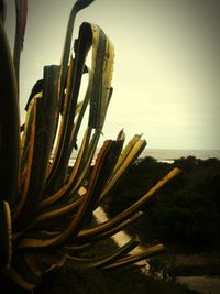 Close-up of succulent plant on field against sky