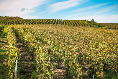 Crops growing on field against sky