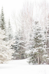 Close-up of snow on tree