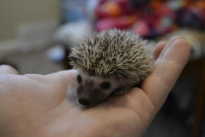 Close-up of hand holding hedgehog at home