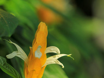 Close-up of orange flowering plant