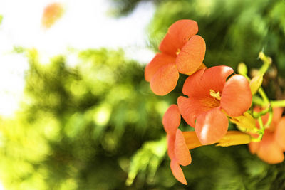 Close-up of orange flowering plant