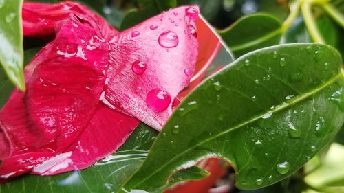 Close-up of water drops on pink leaves