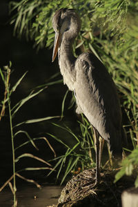 High angle view of gray heron perching on a lake