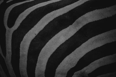 Full frame shot of zebra