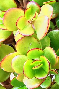 Close-up of succulent plant