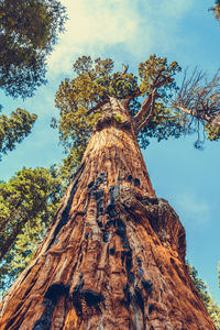 Low angle view of tree against sky