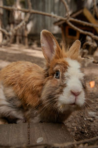 animal