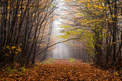 Trees in forest during autumn