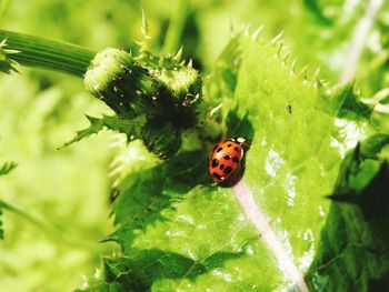High angle view of lady bug on leaf