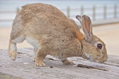 Close-up of goat on wood