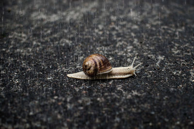 Close-up of snail on street in rain