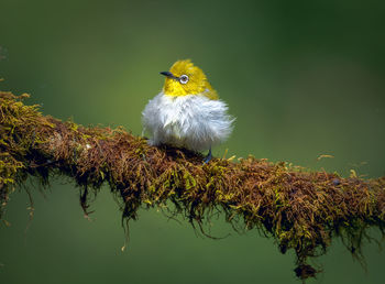 Bird perching on a plant