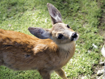 Close-up of rabbit on field