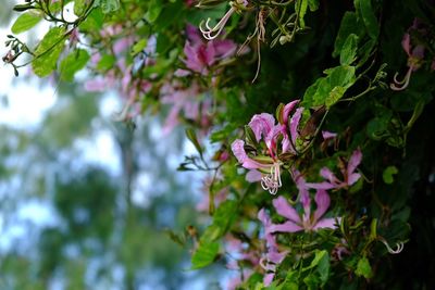 Close-up of pink flowers blooming on tree