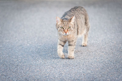 Portrait of tabby cat on road