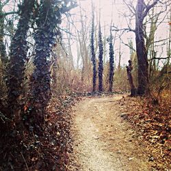 Footpath amidst trees in forest during autumn