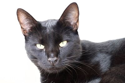 Close-up portrait of a black cat