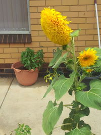 Close up of yellow flowers