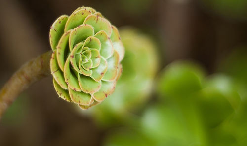 Close-up of spiral plant outdoors