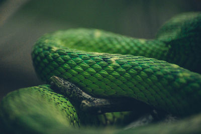 Close-up of snake