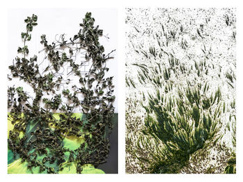 Close-up of fresh green plants against trees