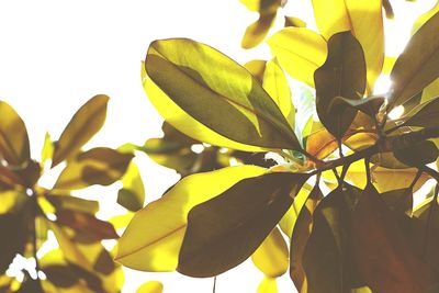 Low angle view of leaves against clear sky