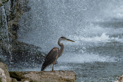 Bird perching on rock in sea