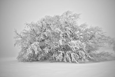 Close-up of dead tree against sky