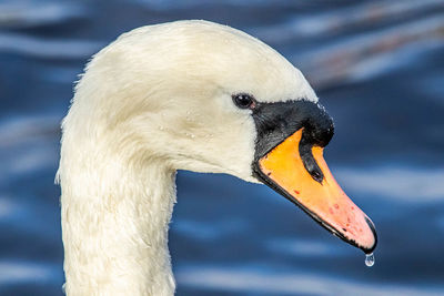 Close-up of swan