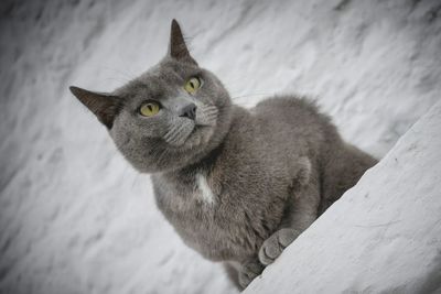 Close-up portrait of cat sitting