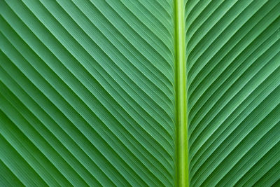 Full frame shot of palm leaves