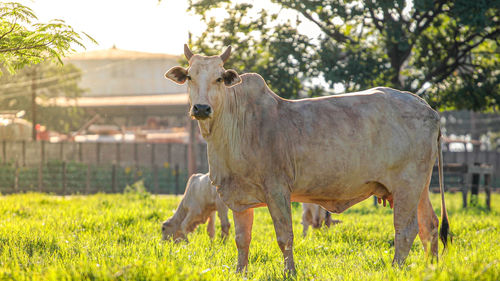 Cow standing in a field