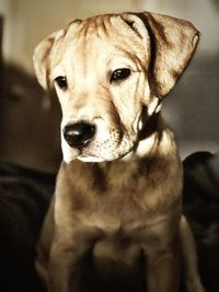 Close-up portrait of dog sitting