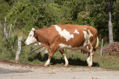 Cow standing in a field