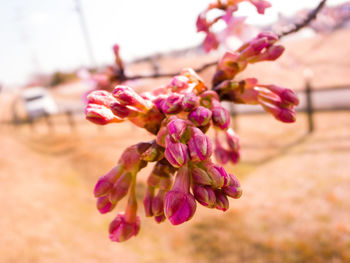 Close-up of pink cherry blossoms