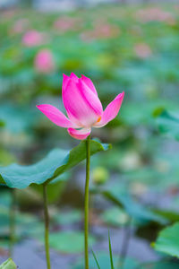 Close-up of pink flower